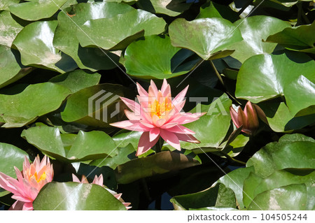Blooming pink nymphea closeup (Lat. - nymphaea caerulea) Blooming pink nymphea closeup (Lat. - nymphaea caerulea) 104505244