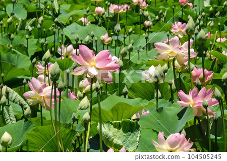 Lotuses (lat. Nelumbo nucifera) Lotuses (lat. Nelumbo nucifera) 104505245