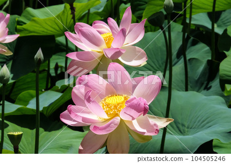 Lotuses (lat. Nelumbo nucifera) Lotuses (lat. Nelumbo nucifera) 104505246