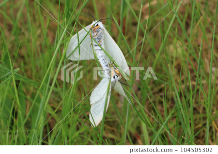 Trailing Kiashidokumo Trailing Kiashidokumo 104505302