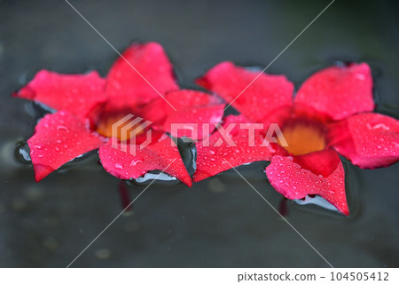 water sink flower water sink flower 104505412