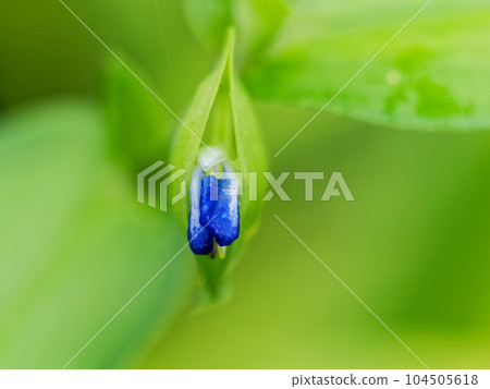 A bud of a dayflower during the rainy season A bud of a dayflower during the rainy season 104505618