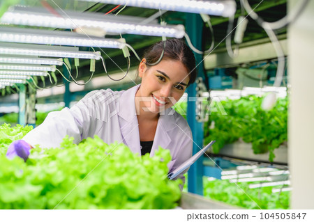 Biologist checking and recording growing of hydroponic vegetable Biologist checking and recording growing of hydroponic vegetable 104505847