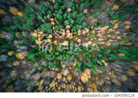 Above aerial shot of green pine forests and yellow foliage groves with beautiful texture of golden treetops. Beautiful fall season scenery in evening. Mountains in autumn colors in golden time 104506126