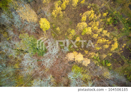 Above aerial shot of green pine forests and yellow foliage groves with beautiful texture of golden treetops. Beautiful fall season scenery in evening. Mountains in autumn colors in golden time Above aerial shot of green pine forests and yellow foliage groves with beautiful texture of golden treetops. Beautiful fall season scenery in evening. Mountains in autumn colors in golden time 104506185