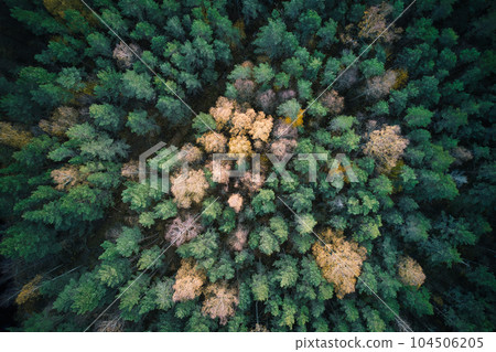 Above aerial shot of green pine forests and yellow foliage groves with beautiful texture of golden treetops. Beautiful fall season scenery in evening. Mountains in autumn colors in golden time 104506205