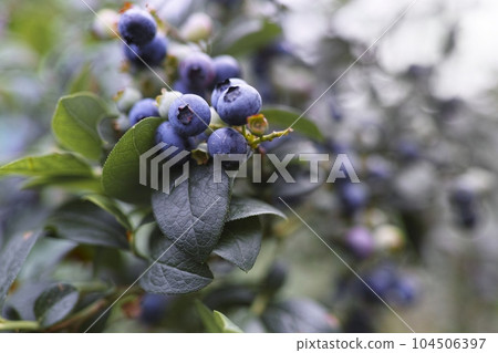 藍莓 104506397