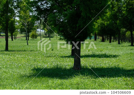 Metasequoia Metasequoia 104506609