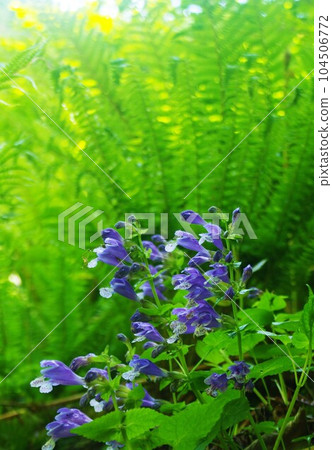 蕨類植物的中央，一群Rachimonkazura綻放 104506772