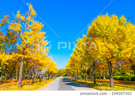 大山公園的一排銀杏樹 大山公園的一排銀杏樹 104507302