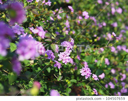 Kobanorantana in full bloom Cute purple flowers 104507659