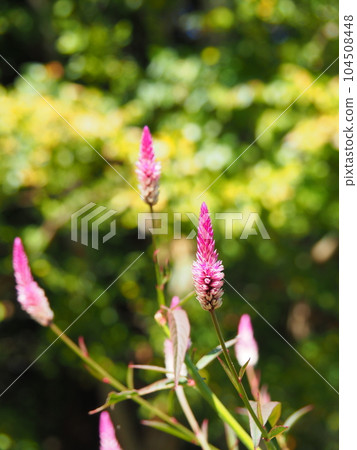 野生雞冠粉紅色的花 104508448