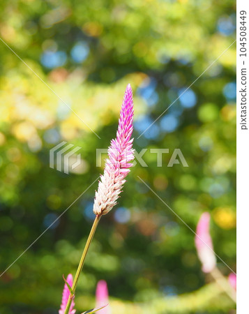 野生雞冠粉紅色的花 104508449