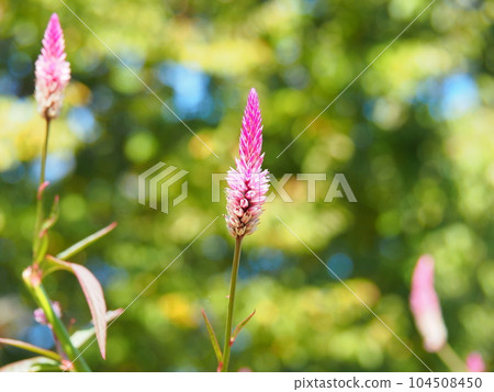 wild cockscomb pink flower wild cockscomb pink flower 104508450