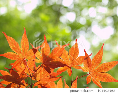 Nomura maple leaves that have changed color 104508568