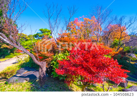 大仙公園 吊鐘花的秋葉 大仙公園 吊鐘花的秋葉 104508623