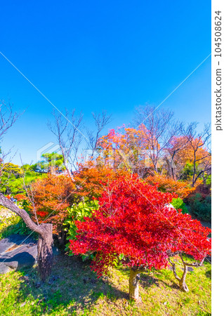 大仙公園 吊鐘花的秋葉 大仙公園 吊鐘花的秋葉 104508624