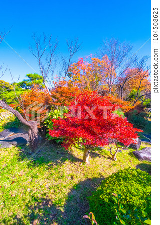 大仙公園 吊鐘花的秋葉 104508625