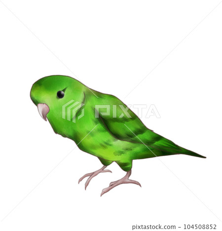 Barred parakeet/green 104508852