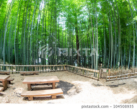 A beautiful bamboo grove in early summer Fresh green and sprouts taken with a diagonal fisheye lens 104508935