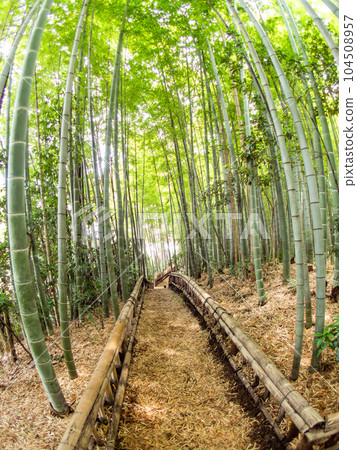 Beautiful Bamboo