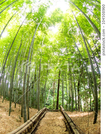 A beautiful bamboo grove in early summer Fresh green and sprouts taken with a diagonal fisheye lens A beautiful bamboo grove in early summer Fresh green and sprouts taken with a diagonal fisheye lens 104508960