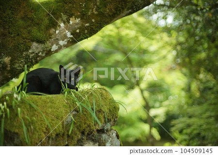 A cat relaxing in the fresh green of Saimyoji Temple (Kora-cho, Inukami-gun, Shiga Prefecture, May 2022) 104509145