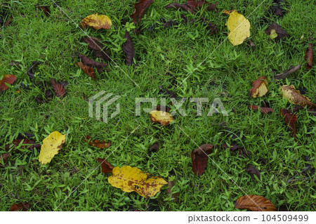 Close up of fallen leaves on green grass outdoors. Dried leaves in forest park. Close up of fallen leaves on green grass outdoors. Dried leaves in forest park. 104509499