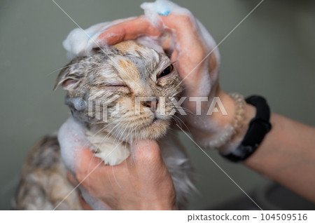 Woman shampooing a tabby gray cat in a grooming salon.  104509516