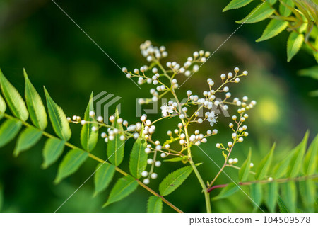 Pretty Japanese rowan flower Pretty Japanese rowan flower 104509578