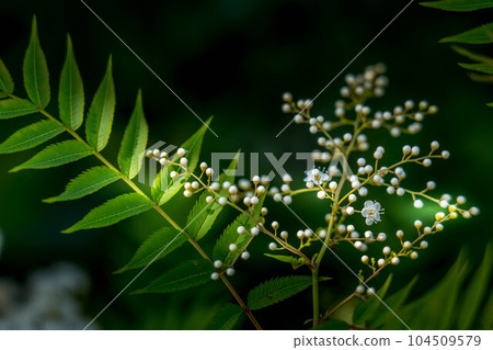 漂亮的日本羅文花 104509579