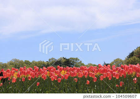 鬱金香花田 1886 104509607