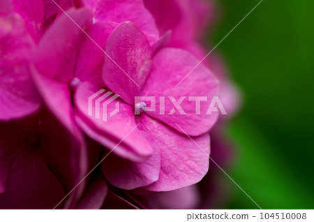 Pink hydrangea 104510008