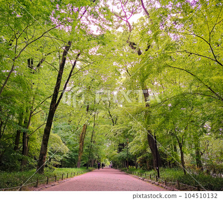 Tadasu Forest 01 in Shimogamo, Kyoto 104510132