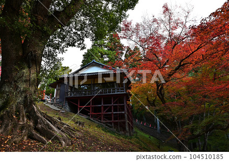 Fall foliage of Mount Oji Makikirai Inari 104510185