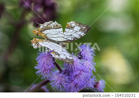 A butterfly A butterfly 104510231