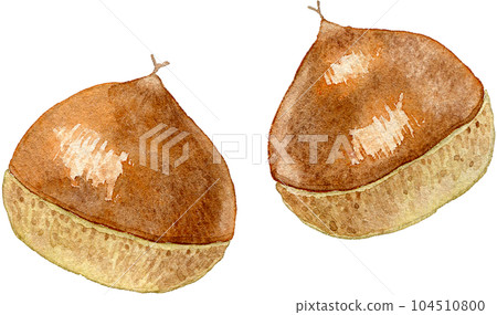 板栗水彩插圖 板栗水彩插圖 104510800