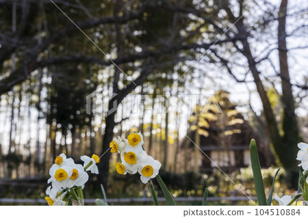 二月冬，古民居水仙花盛開的景色 104510884