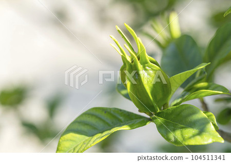 Gardenia 104511341