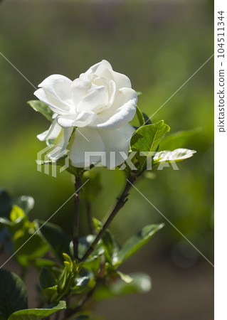 Gardenia 104511344