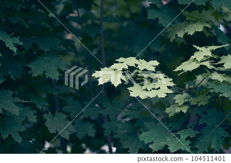 Green Maple tree leaves with copy space. Natural background. High quality photo Green Maple tree leaves with copy space. Natural background. High quality photo 104511401