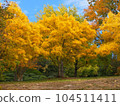 Trees stained yellow 104511411