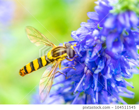 Beautiful flowers in early summer taken with a macro yellow hoverfly and blue veronica Beautiful flowers in early summer taken with a macro yellow hoverfly and blue veronica 104511545