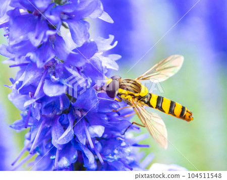 初夏美麗的花朵，用宏觀黃色食蚜蠅和藍色維羅妮卡拍攝 104511548