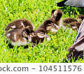 Duck's chick 104511576