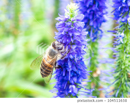 Beautiful early summer flowers taken with a macro Veronica in full bloom with bees Beautiful early summer flowers taken with a macro Veronica in full bloom with bees 104511638