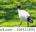 Australian ibis (commonly known as bin chicken) 104511691