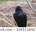 young crows have blue eyes 104511692