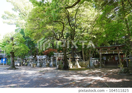 Osaka, Izumisano, Hine Shrine precincts, Hime Shrine, etc. (early summer) 104511825