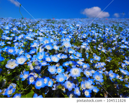 Nemophila and blue sky of Hitachi Seaside Park Nemophila and blue sky of Hitachi Seaside Park 104511826
